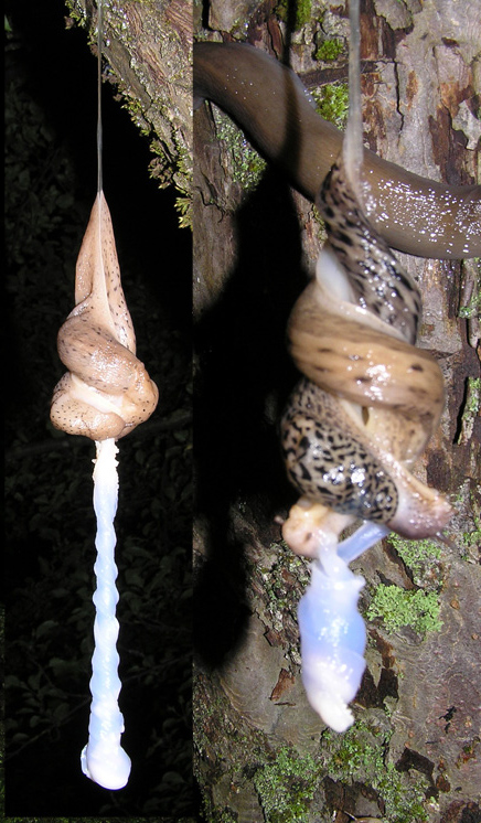 una coda troppo molle: Limax maximus da Serra San Quirico AN